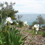 Wild irises in Palio Tsifliki, Greece