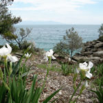 Blooming irises, Palio Kavalas, Greece