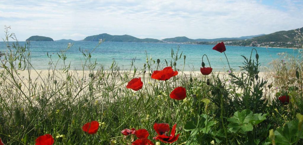 Ανθισμένες παπαρούνες, παραλία Γλάστρες, Παληό Καβάλας, Ελλάδα