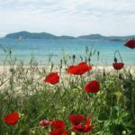 Blooming poppies, Glastres beach, Palio Kavalas, Greece