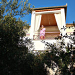 Olive trees Garden