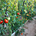 Organic tomatoes