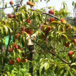 Peach trees