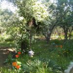 Olive trees garden
