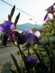 Blooming garden, Feel the Sea Villa