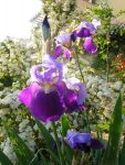 Blooming garden, Feel the Sea Villa