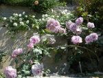 Blooming Roses, garden of Feel the Sea Villa