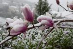Snow-covered magnolia flowers