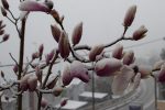 Snow-covered magnolia flowers