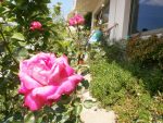 Blooming Roses, garden of Feel the Sea Villa