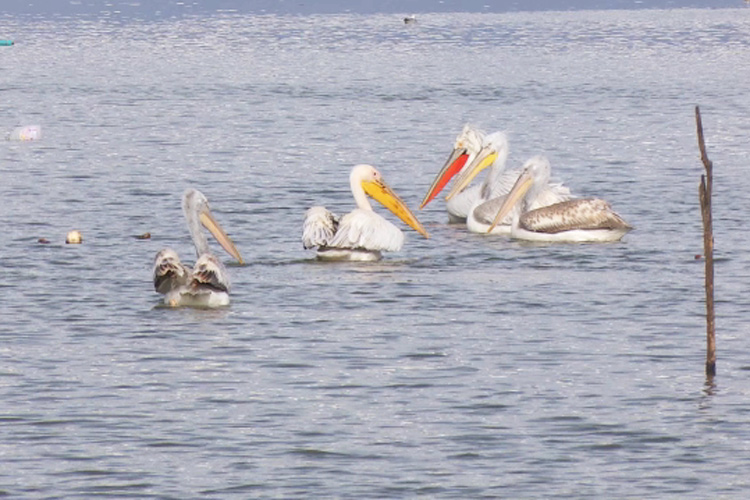 Read more about the article Birdwatching in Greece – Pelicans of Kerkini Lake