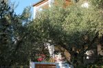 Garden with olive trees around Villa Relax
